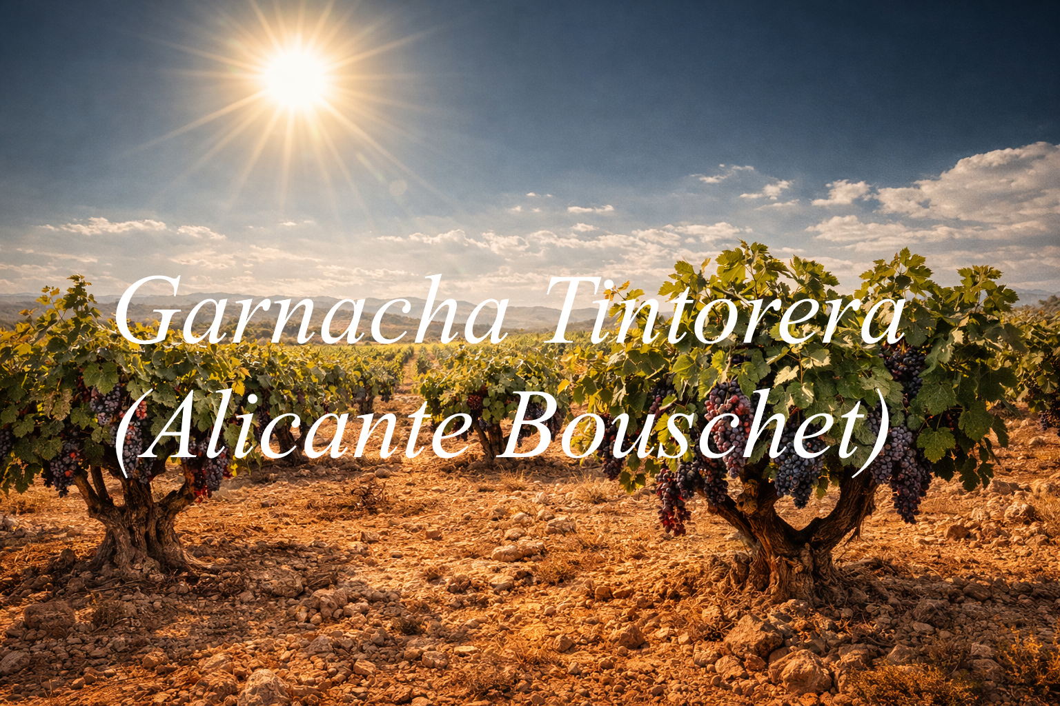 Viñedos vigorosos Garnacha Tintorera en Manchuela bajo sol implacable