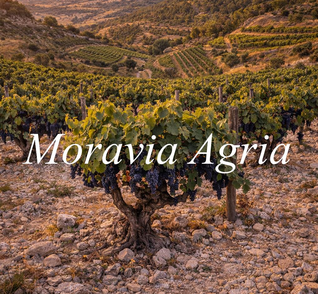 Viñedos raros Moravia Agria laderas La Manchuela con Manchuela Sierra