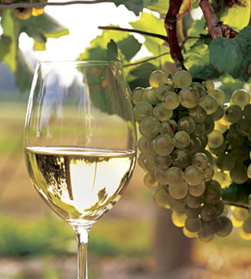 Racimo de uva Airén