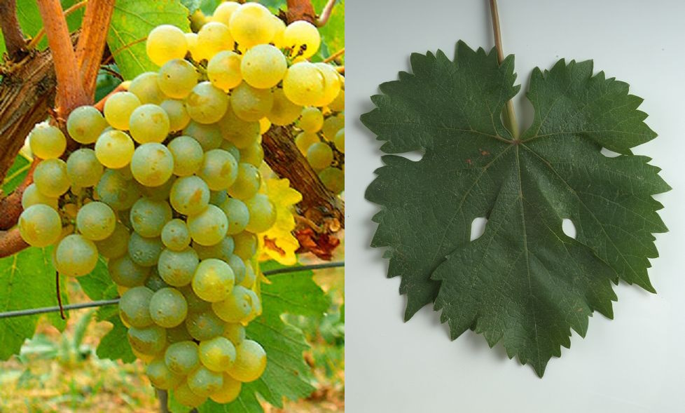 Racimos de uva Albillo Mayor