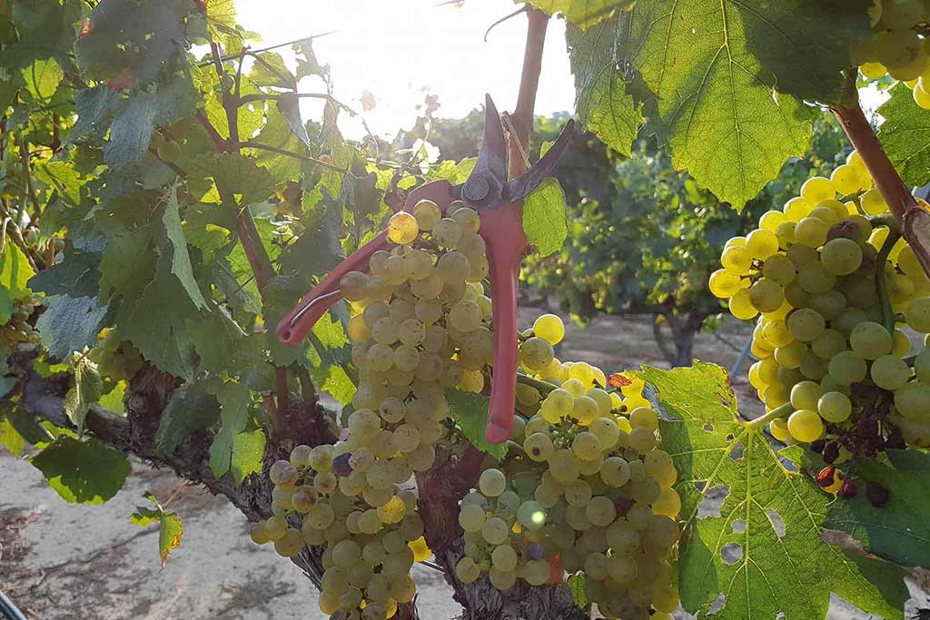 Racimo de uva Alcañón