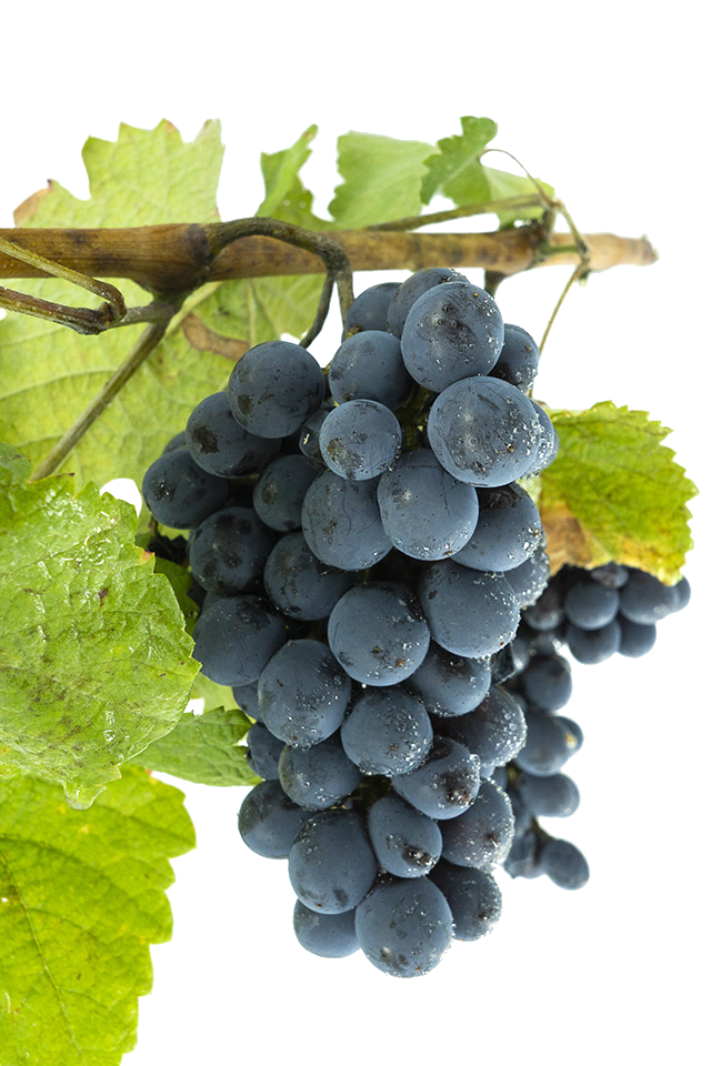 Racimos de uva Brancellao en cepas gallegas