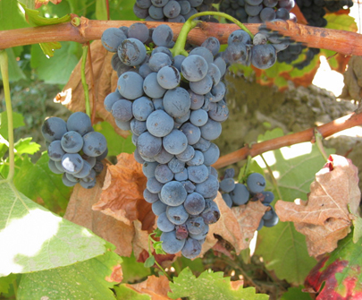 Cepas y racimos compactos de uva Bruñal