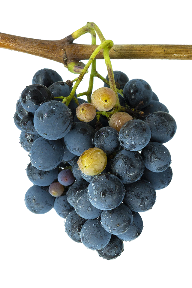 Racimos de Caíño Bravo con bayas azul-negras y pruina