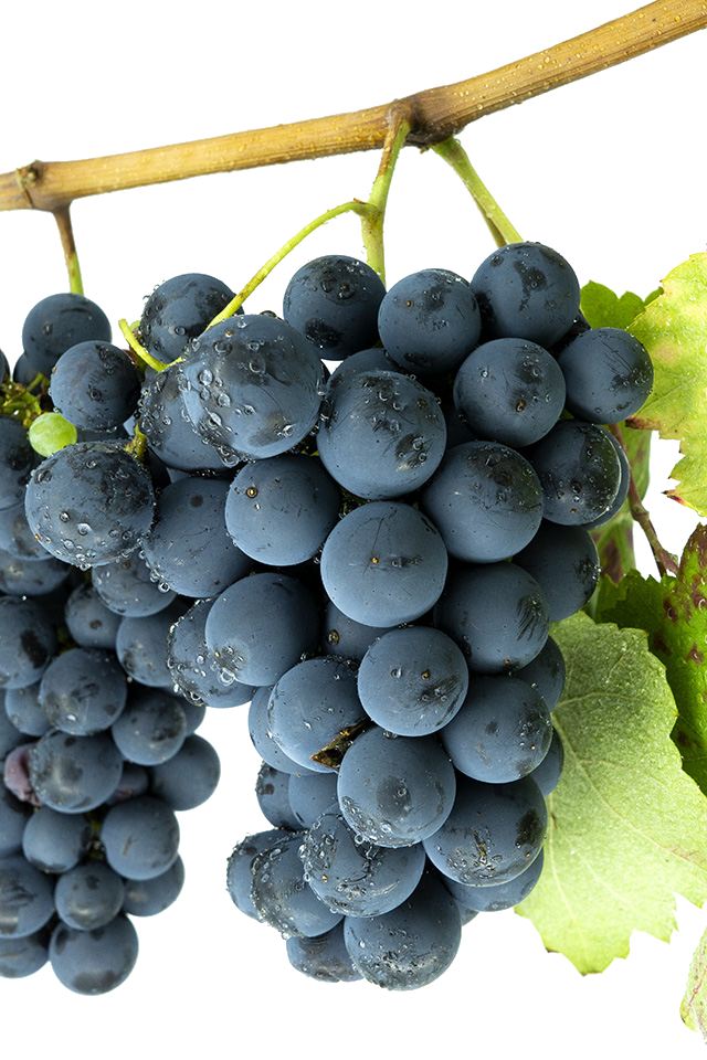 Racimo de uva Caíño Tinta con bayas azul-negras pequeñas