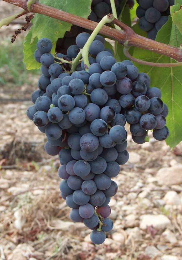 Racimos de uva Callet