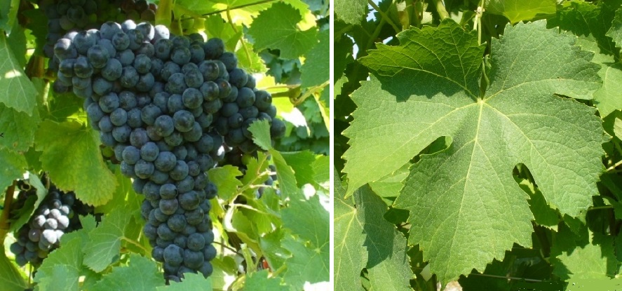 Racimo pequeño compacto de Cesanese con bayas negro azuladas