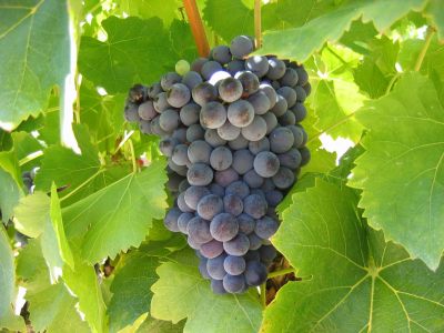 Racimo grande alado Garnacha Tinta piel fina roja-negra