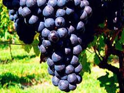 Racimo compacto Hondarrabi Beltza piel gruesa rojo-negro