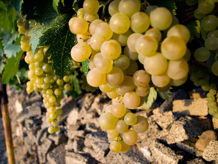 Racimo compacto Listán Blanco bayas amarillo-verdosas volcánicas