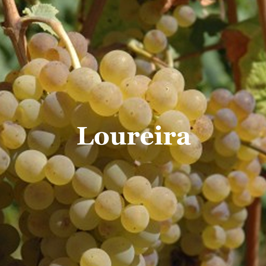 Racimo de uva Loureira