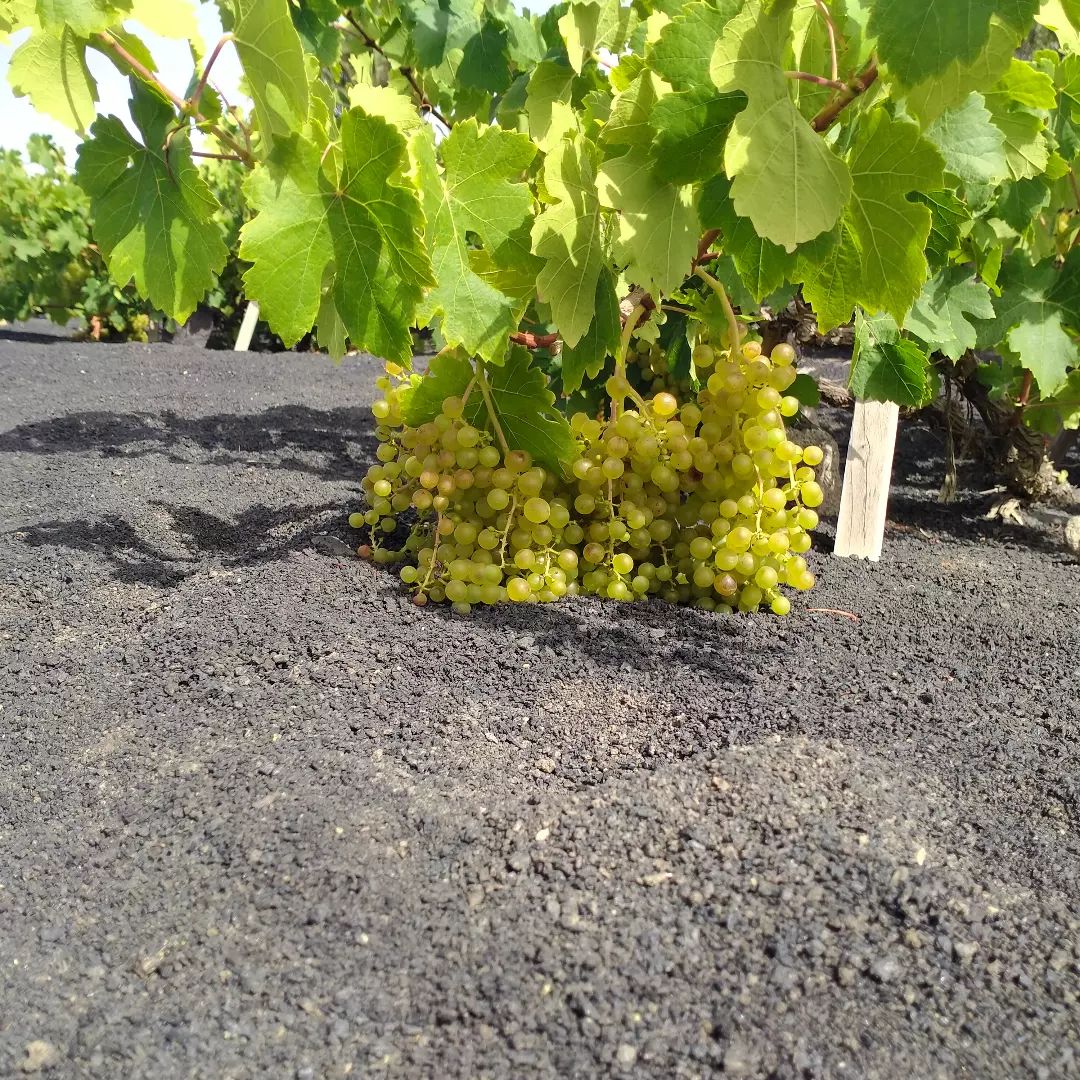 Racimo de Malvasía Volcánica sobre suelo negro de ceniza volcánica