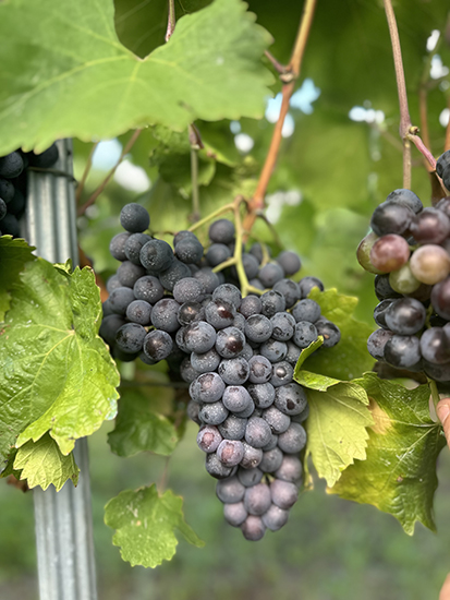 Racimo de uva Manto Negro con bayas azul-negras y piel gruesa