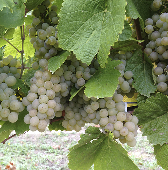 Racimo pequeño de Maturana Blanca con bayas elípticas diminutas