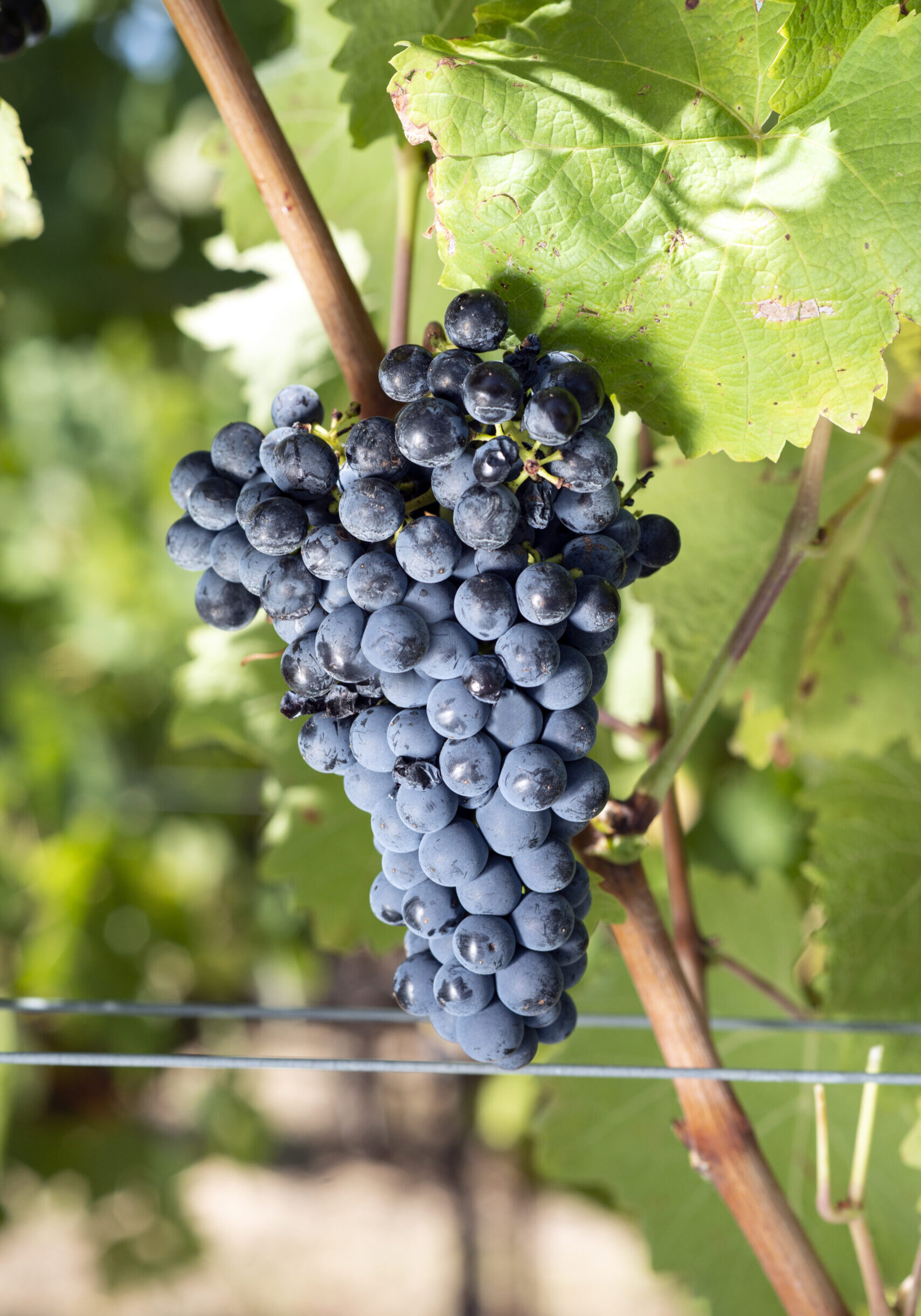 Racimo compacto de Maturana Tinta con bayas esféricas azul-negras