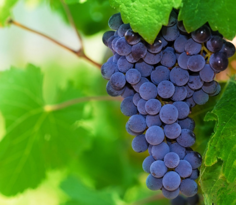 Racimo laxo de Mencía con bayas azuladas sobre pizarra gallega