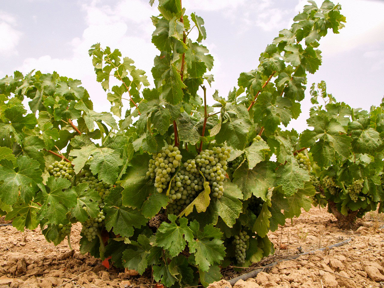 Racimo grande laxo Merseguera bayas amarillo-verdosas