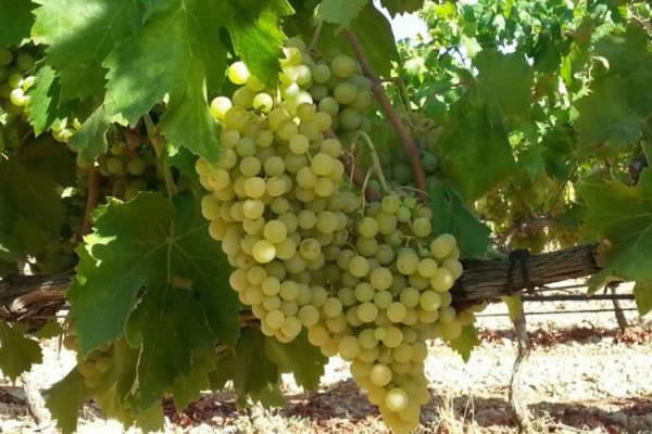 Racimo Moll bayas amarillo-verdosas piel delicada