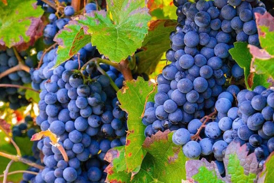 Racimo compacto Monastrell bayas pequeñas azul-negras