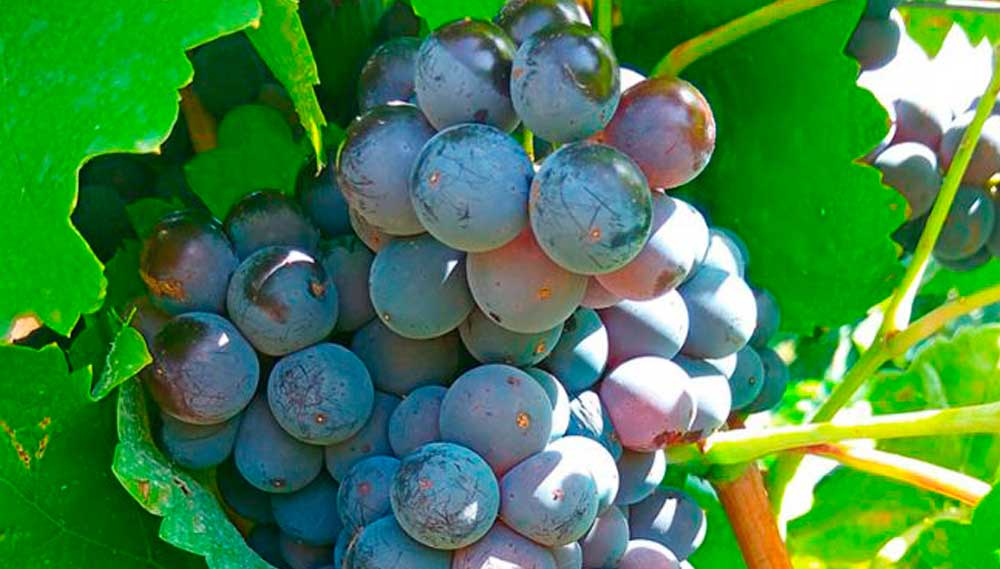 Racimo grande compacto Moravia Agria bayas negro-azuladas