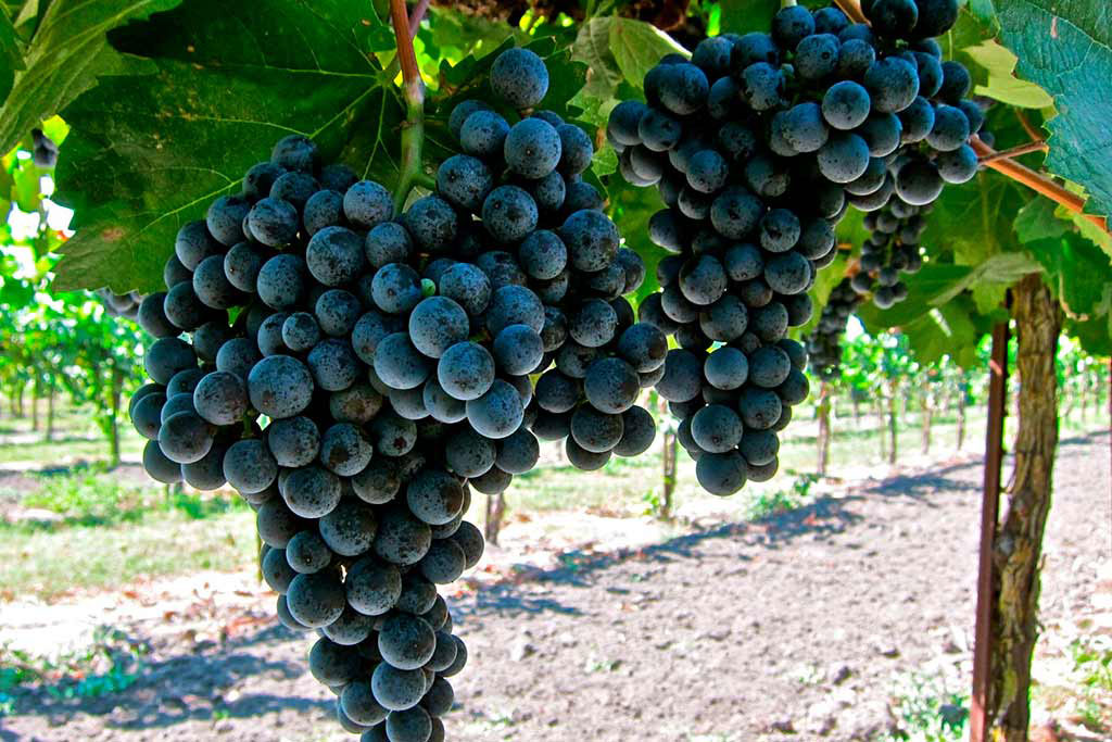 Racimo compacto Moristel bayas pequeñas azul-negras