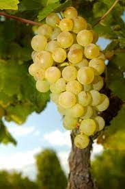 Racimo grande compacto Palomino piel fina verdosa