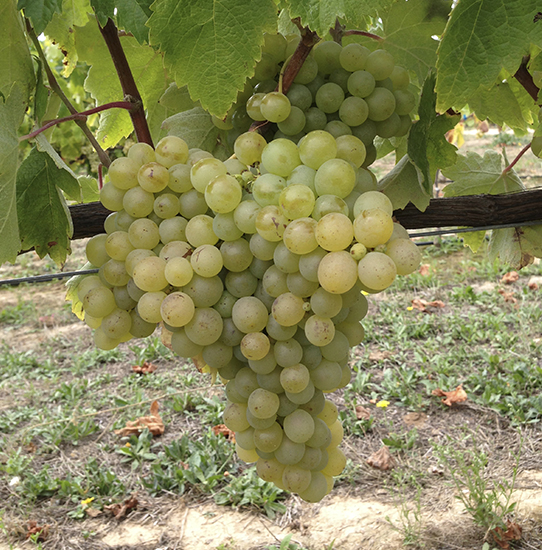 Racimo compacto Pardina bayas doradas-parduzcas