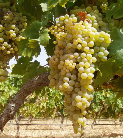 Racimo compacto de uva Pedro Ximénez: bayas pequeñas doradas en madurez