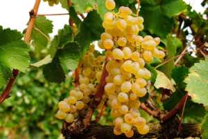 Racimo piramidal suelto Picapoll bayas pequeñas elípticas pecosas amarillo-verdosas