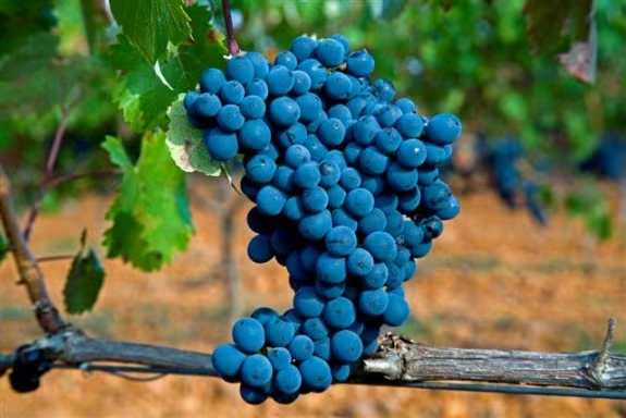 Racimo prieto compacto Prieto Picudo bayas picudas negro-azuladas