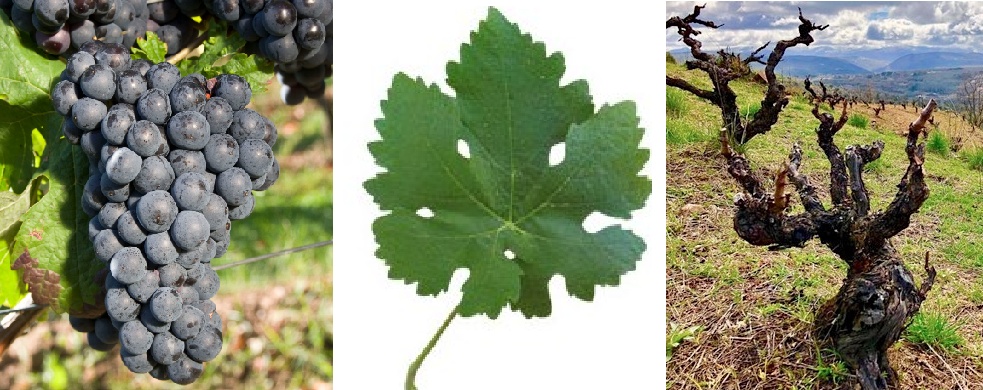 Racimo compacto Rufete bayas pequeñas piel fina granito Salamanca