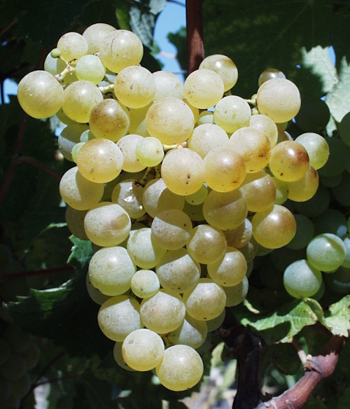 Racimo grande de Semillón listo para vendimia en Sauternes