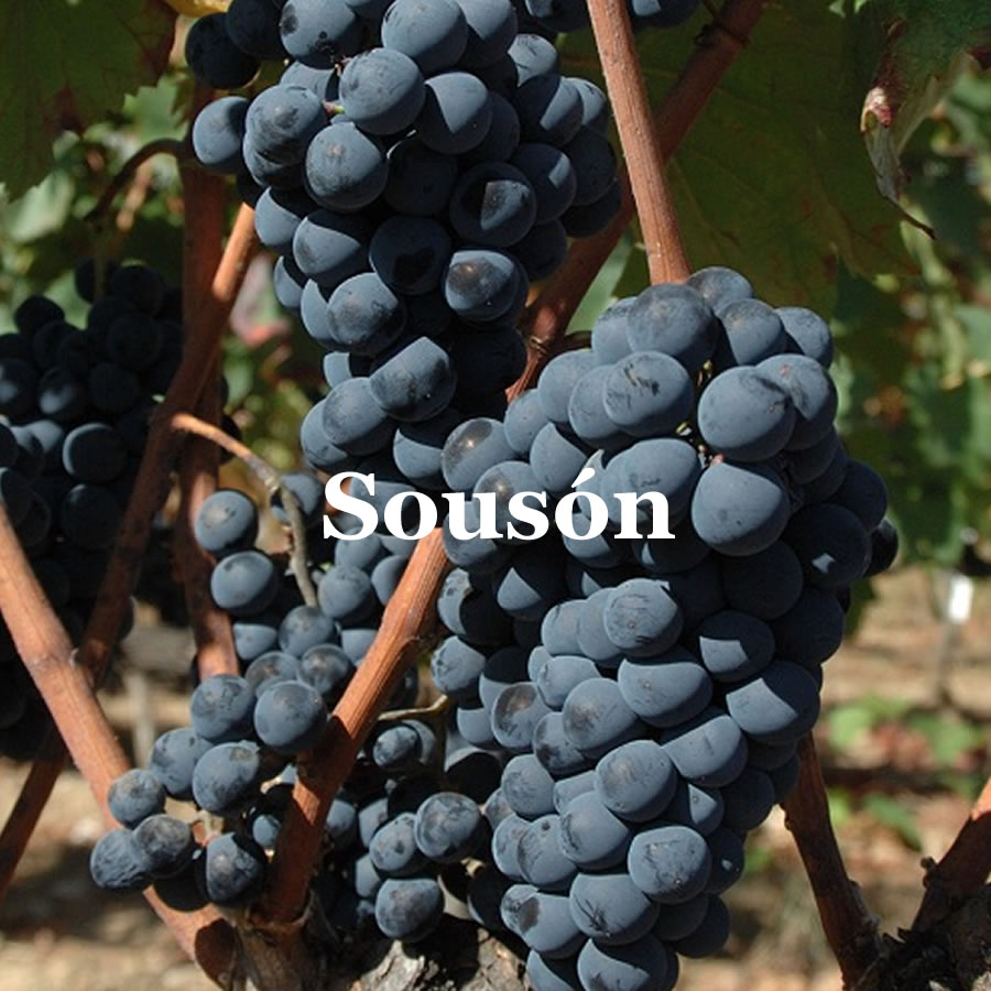 Racimo de uva Sousón con bayas oscuras y hollejo pigmentado