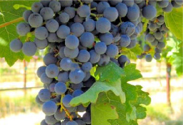 Racimo de Tempranillo, con bayas negro púrpura y racimo compacto