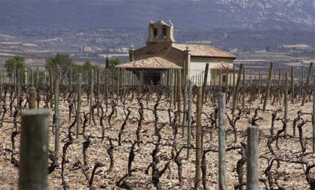 Viñedo de Tempranillo en una zona de interior, con suelos y paisaje típicos