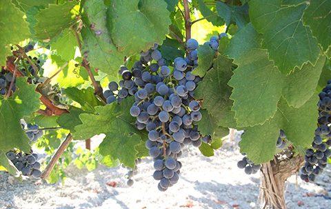 Racimo de uva Tintilla de Rota, de bayas pequeñas y muy oscuras