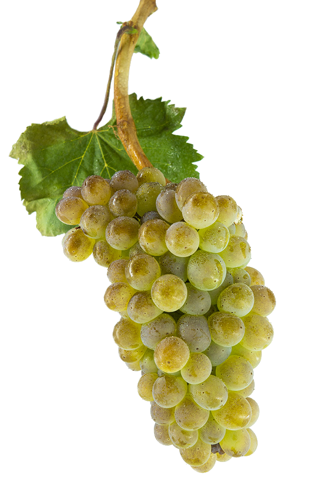 Racimo de uva Treixadura en viñedo, variedad blanca atlántica