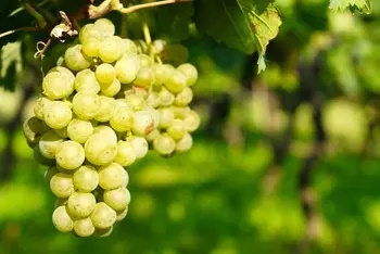 Racimo de uva Verdejo en viñedo, de bayas verde-amarillentas y piel relativamente gruesa