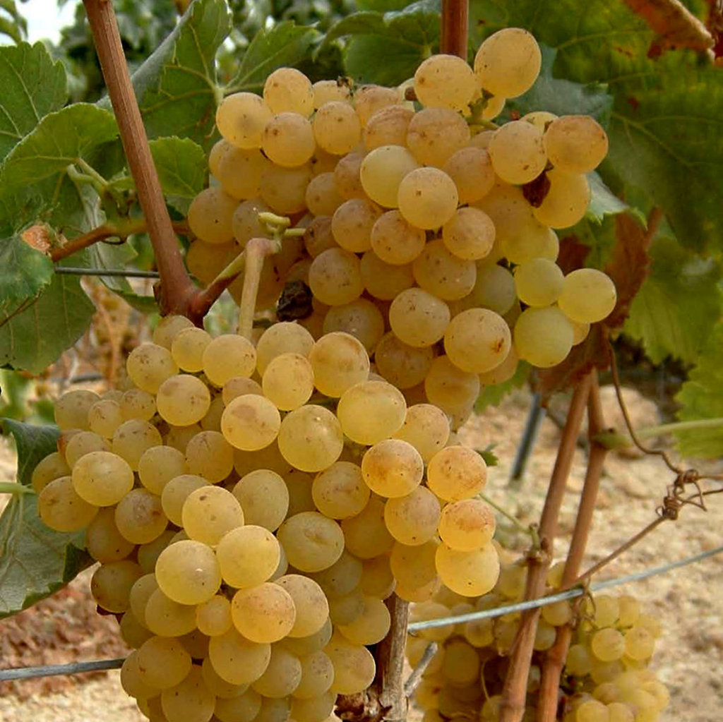 Racimo de uva Vijariego, de bayas grandes y piel gruesa