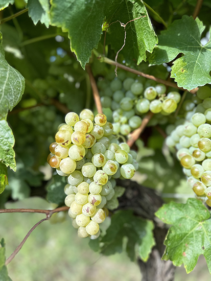 Racimo de uva Xarel·lo (Xarello), variedad blanca catalana