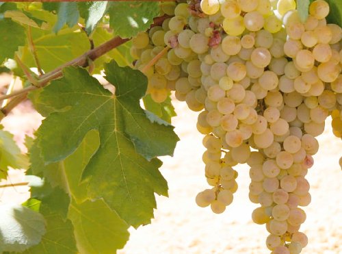 Racimo de uva Zalema, variedad blanca autóctona del Condado de Huelva