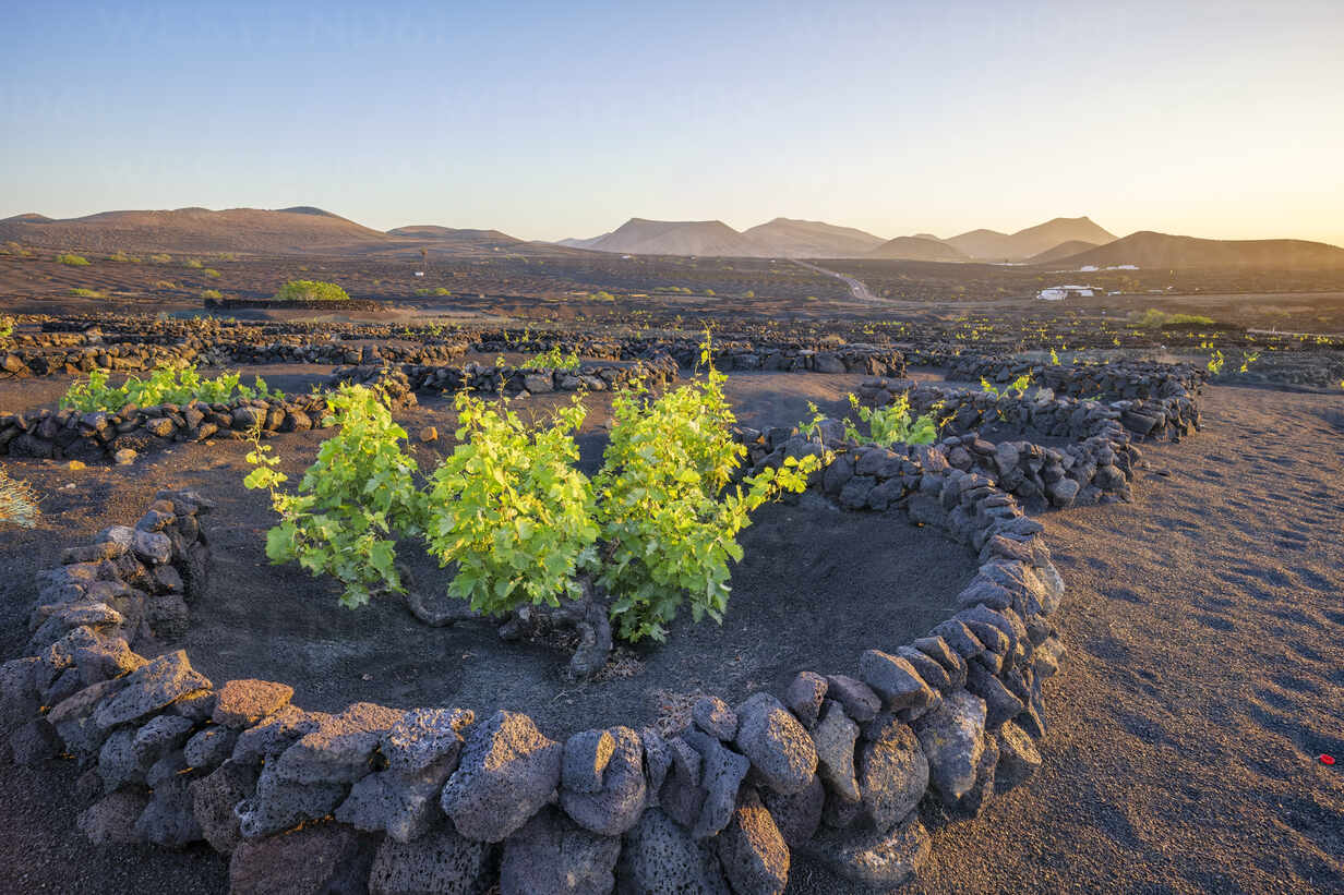 Viñedos de Listán Negro en laderas volcánicas de Canarias