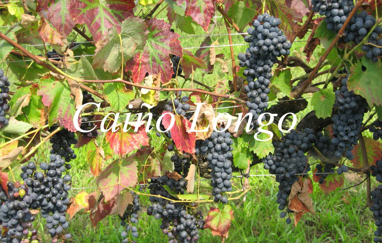 Viñedos gallegos de Caíño Longo en el entorno del Ribeiro