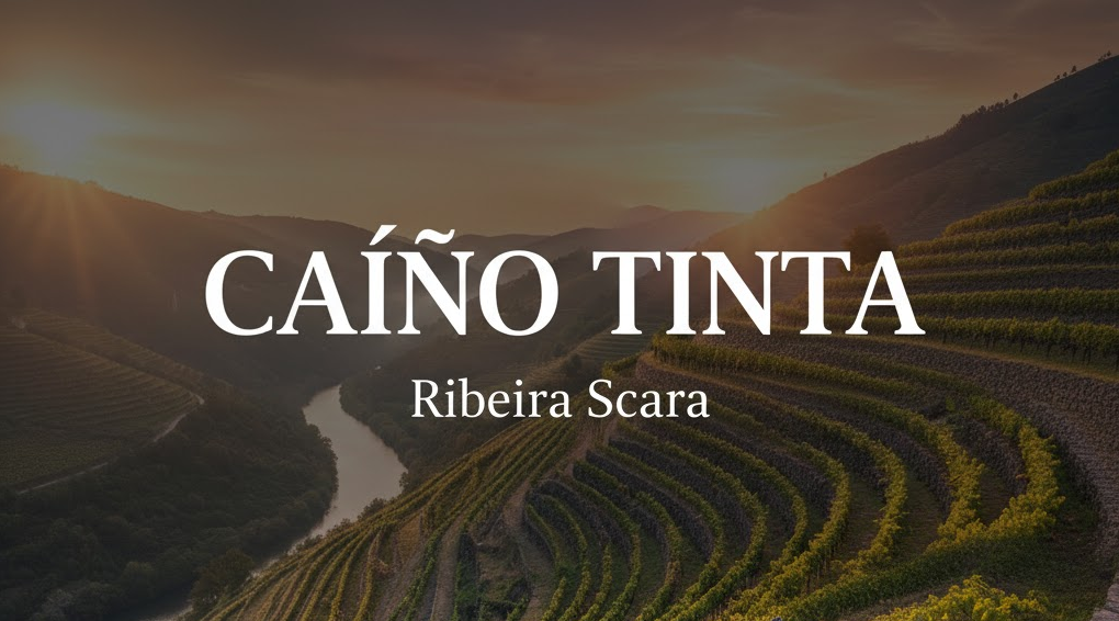 Caíño Tinto: viñedo y uvas en su territorio de referencia
