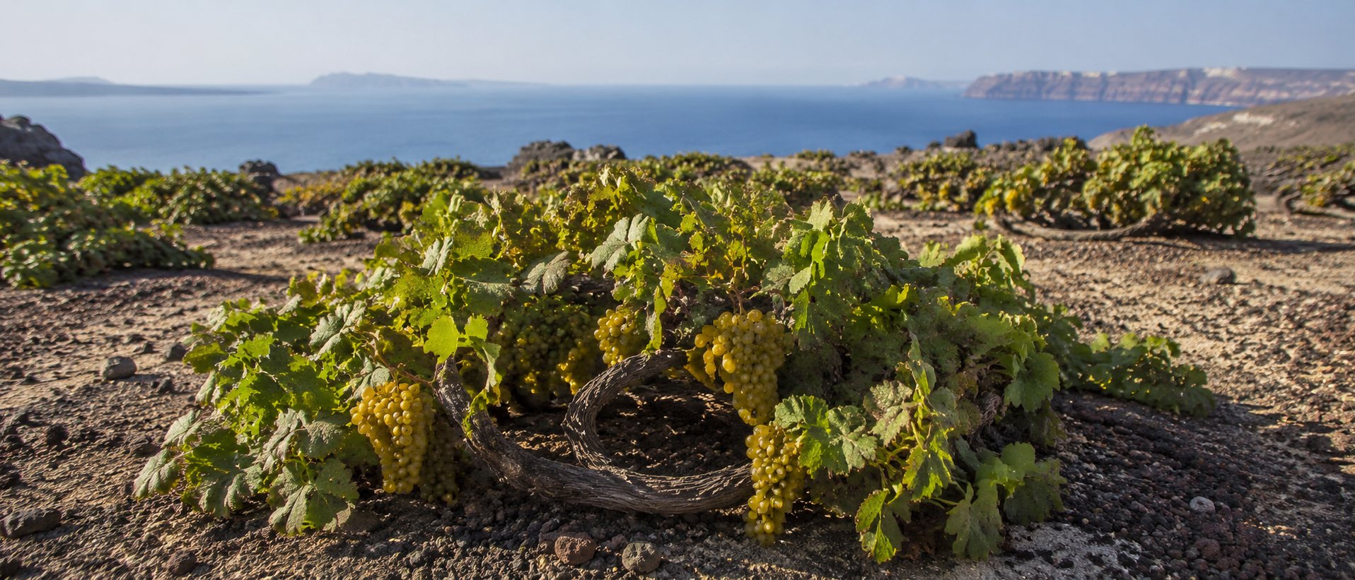 Viñedos de Aidani en el paisaje volcánico y ventoso de Santorini