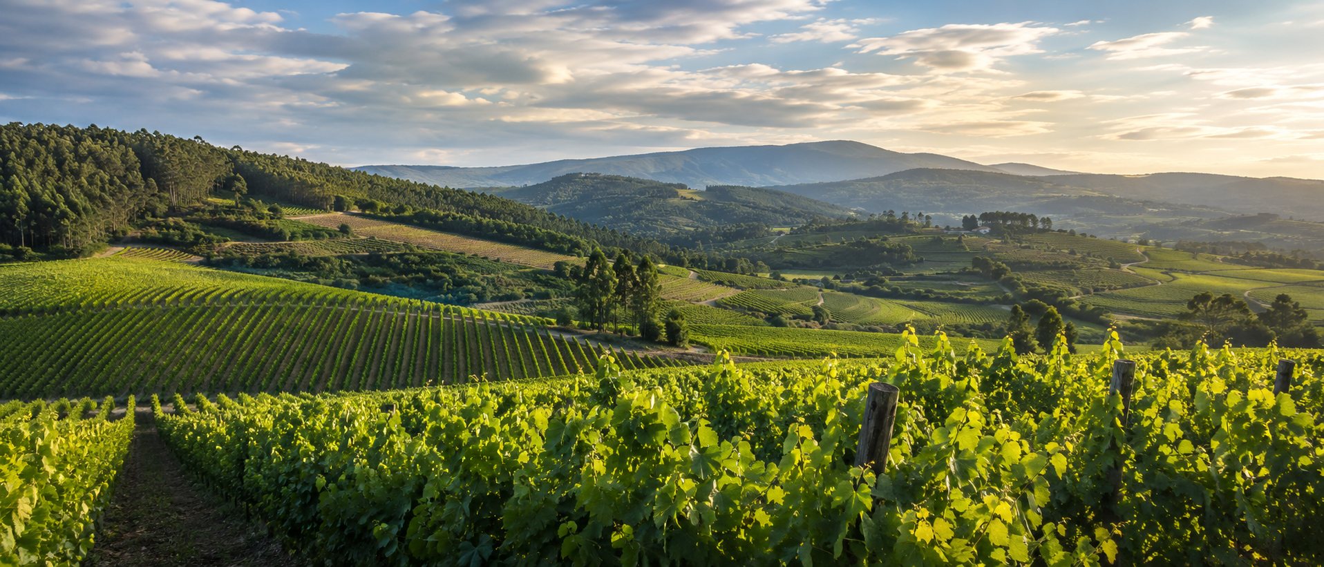 Bical: viñedo y uvas en su territorio de referencia