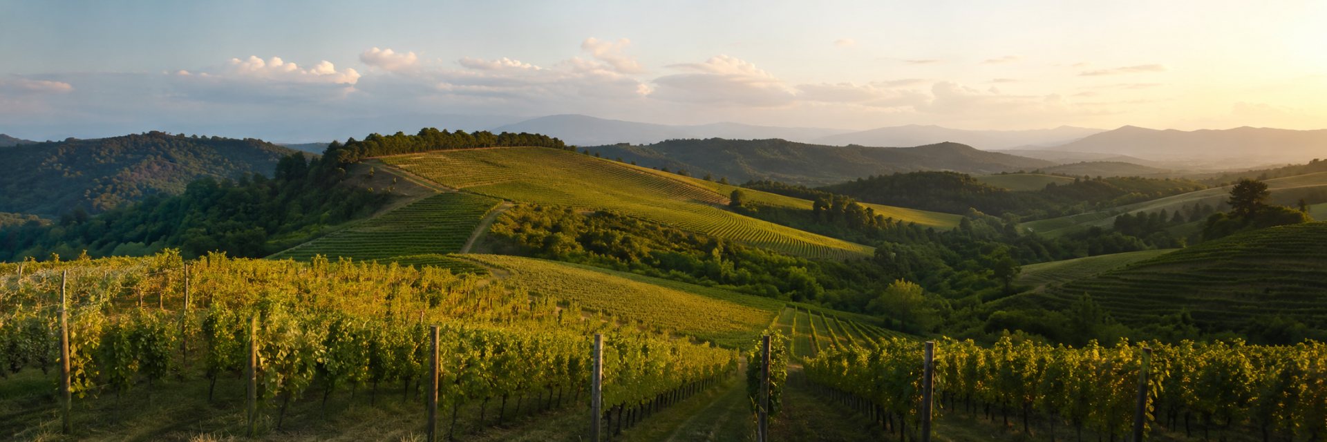 Dzelshavi: viñedo y uvas en su territorio de referencia