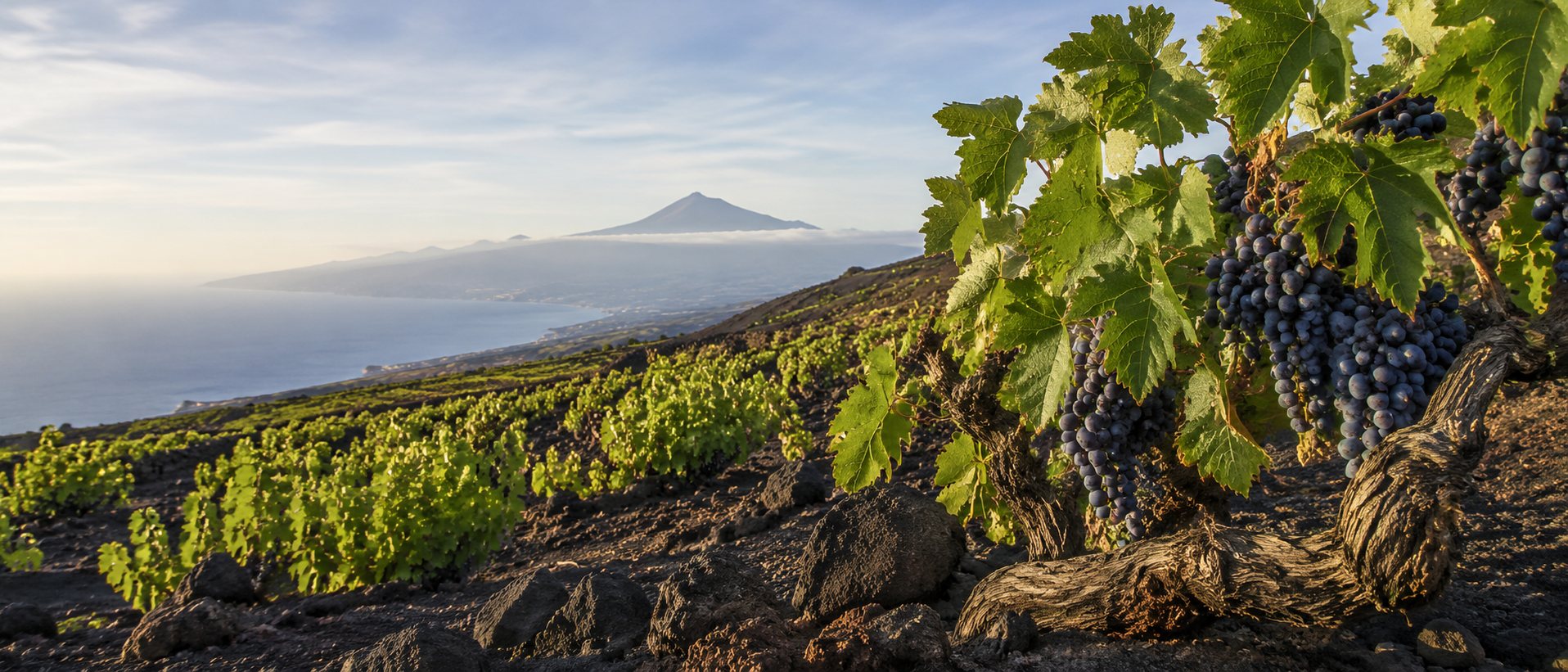 Viñedo de Listán Negro en un paisaje volcánico de Canarias
