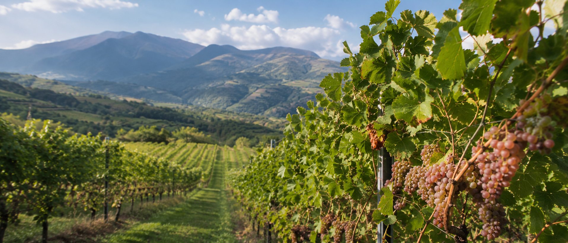 Racimos rosados de Moschofilero en los viñedos de Mantinia