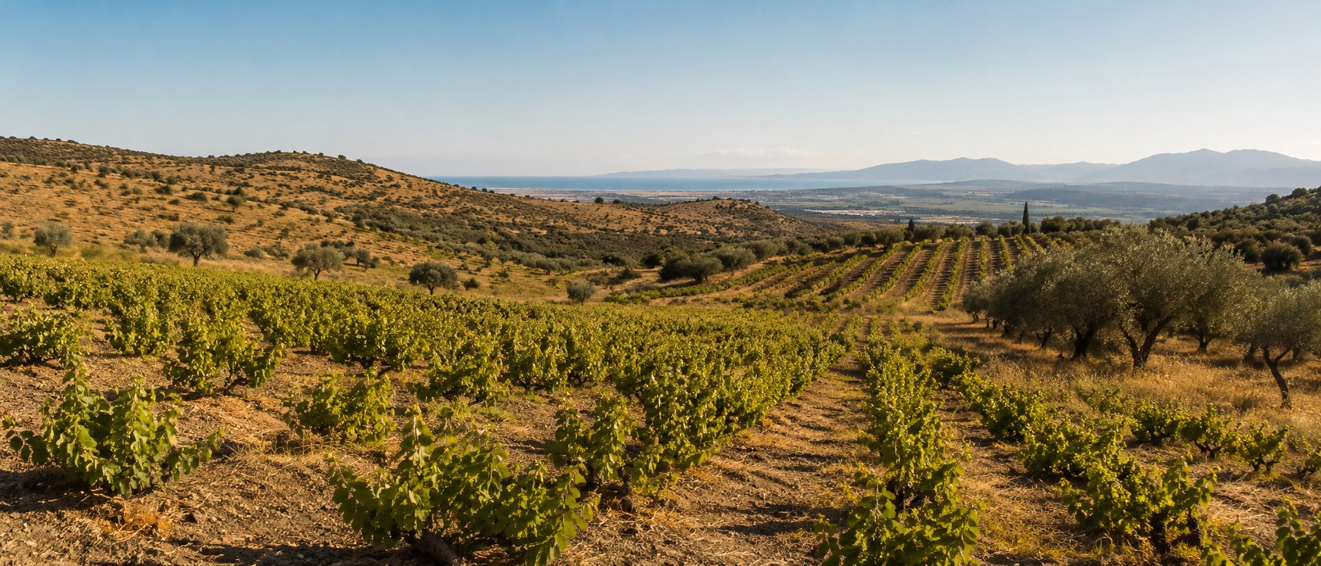 Viñas viejas de Savvatiano en el paisaje seco de Ática
